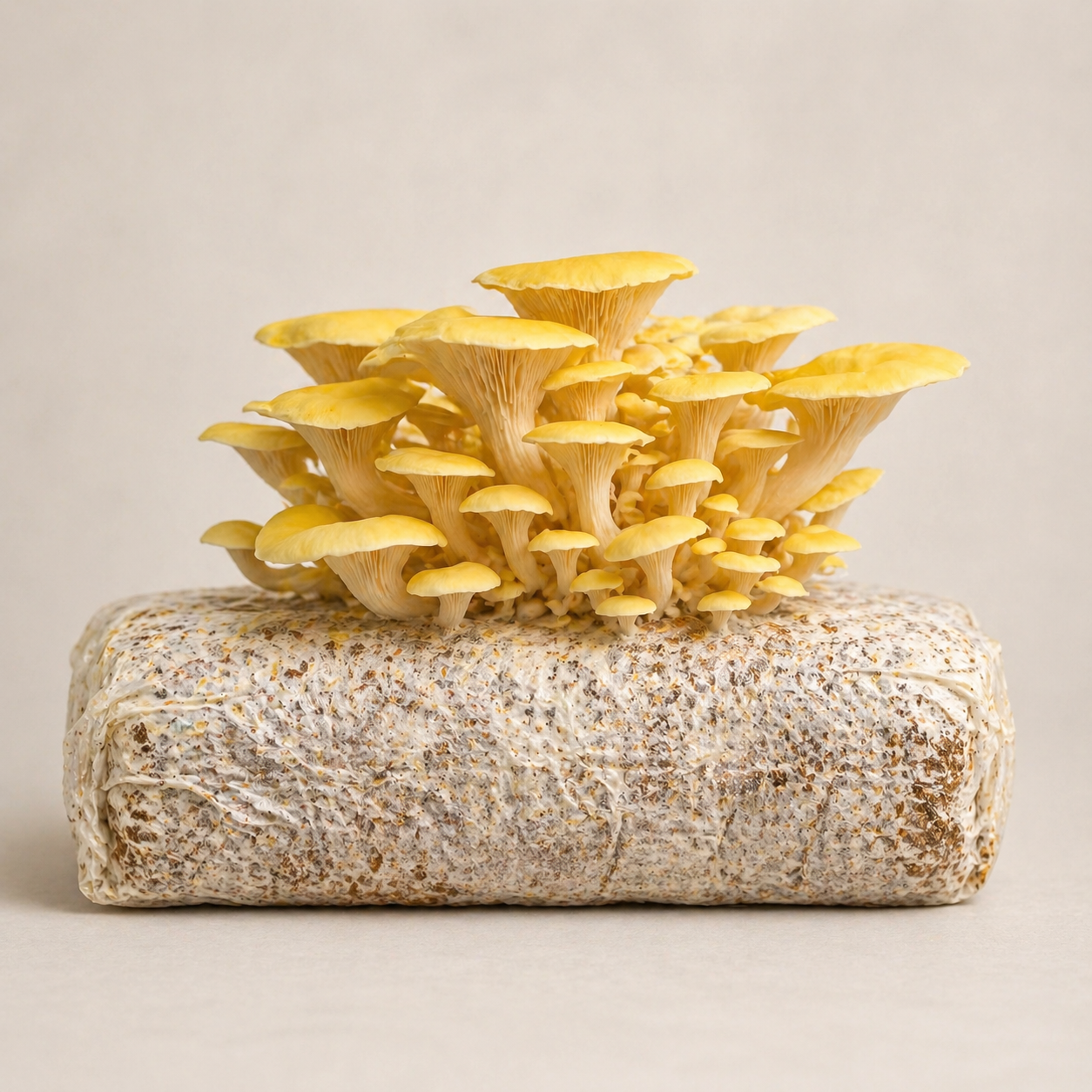 Golden Oyster Mushroom Grow Kit